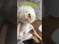 Professional Dog Grooming ✂️ Clean Scissor Work & Perfect Finish