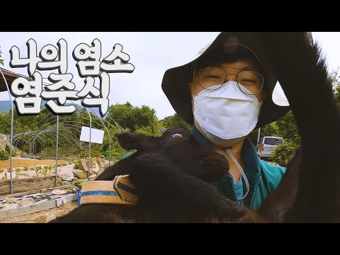 예초기 대신 염소를 키워보자 【우리나라3】