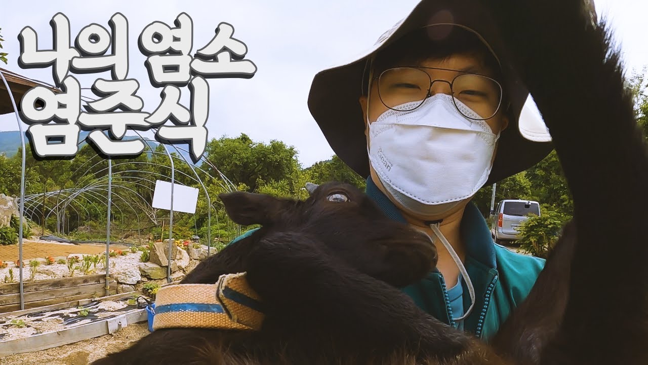 예초기 대신 염소를 키워보자 【우리나라3】