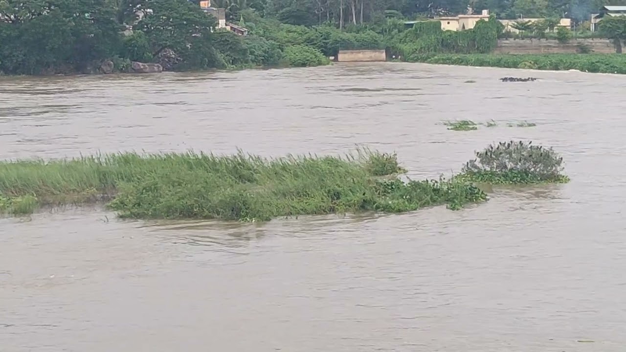 shimoga rain | tunga river | ಶಿವಮೊಗ್ಗ | ತುಂಗಾ ನದಿ ನೀರಿನ ಹರಿವು ಹೆಚ್ಚಳ |#shimoga #shivamogga #rain
