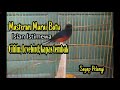 Masteran Suara Murai Batu Isian Istimewa Cililin Lovebird Kapas Tembak Mp3 - Mp4 Download