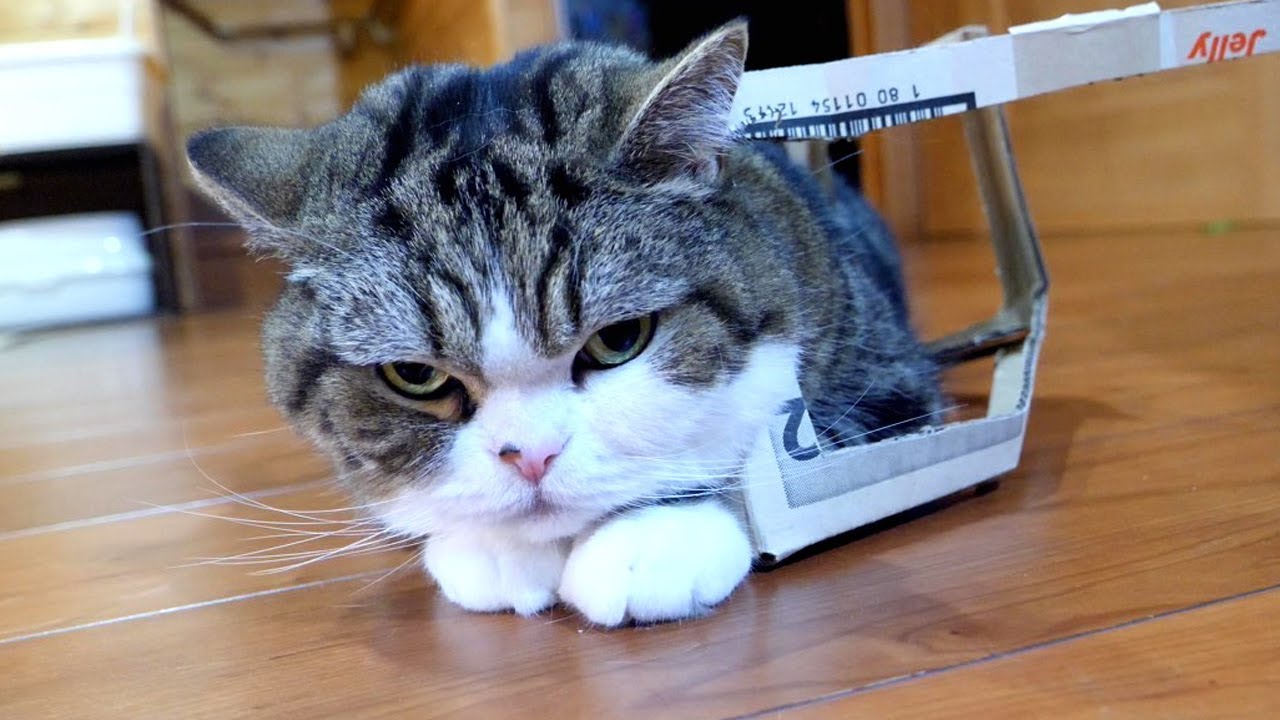 元箱とねこ。-Ex box and Maru.- - YouTube
