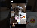 Mi cachorro #dogs #miperro #micachorro #Tommy #pet #petlovers #short #viral #viralvideos #doglover