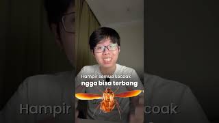 Download Lagu Kenapa Kecoa Terbang? MP3