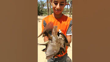 عصفور الزرادي اللبودي صيد عام 2020 