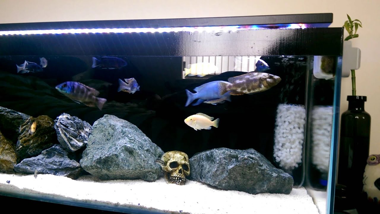 African Cichlids DIY K1 Media Moving Bed Filter YouTube