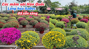 Cúc mâm xôi Hàn Quốc Tết 2026 làng hoa SaĐec dã sẵn sàng..#hoa Tết 