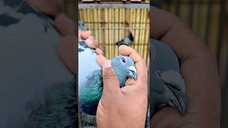 Raching Pigeon