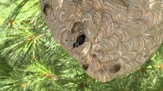 GIANT Bald-Faced Hornet Wasp Nest