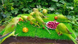 Parrot Sounds Videos Compilation | Parrot Talking Videos | Tanishu Singh Miniature