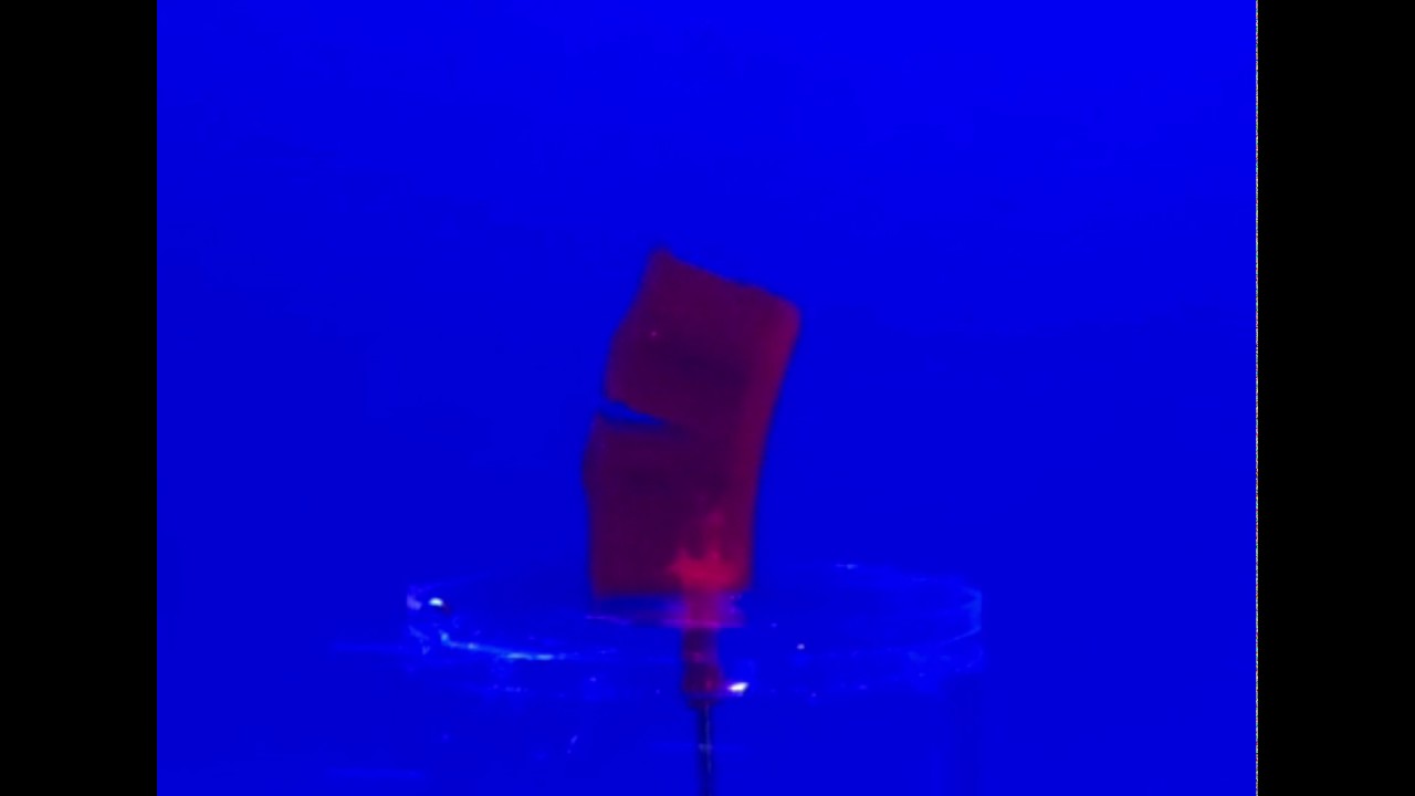 Unit-segment hydraulic hydrogel actuator