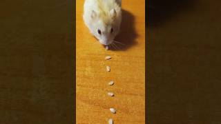 🐹съела дорожку риса и получила самое вкусное #shorts #animals #hamster #pets