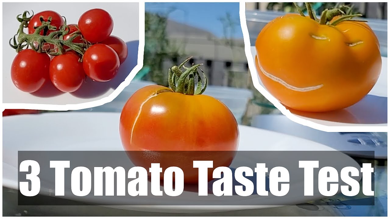 Tomato Tasting (Cherry Punch, Mystery, Chef's Choice Black) [Adv.1] YouTube