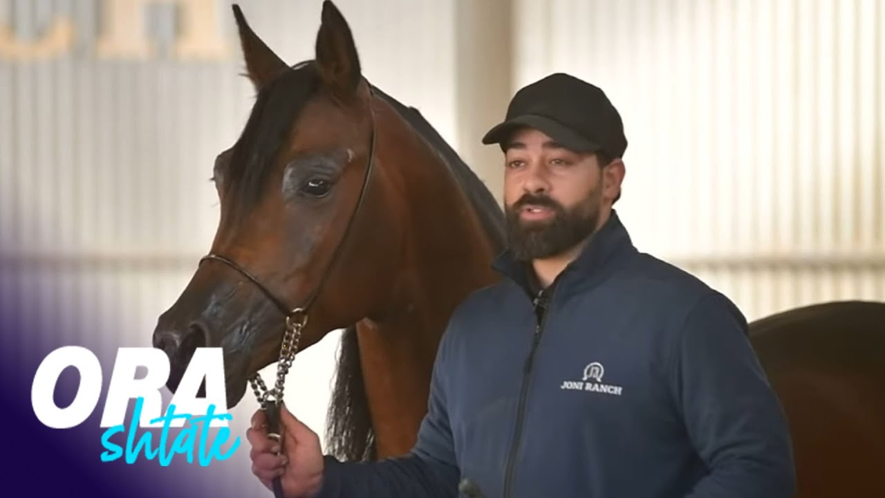 Ora 7 - Asham Ameri, iraniani që erdhi në Kosovë për trajnim të kuajve!