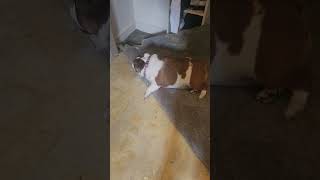 Stella "Helps" with Flooring 😂 Rural Maine Bulldog Chaos!