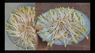 How to grow PERFECT BEAN SPROUT ?