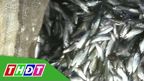 Trải nghiệm Bắt cá linh trên đồng nước nổi | THDT