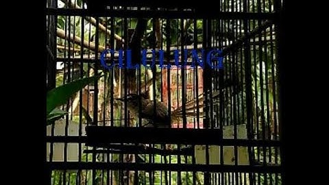 Ciblek tebu rawa cilulung gacor