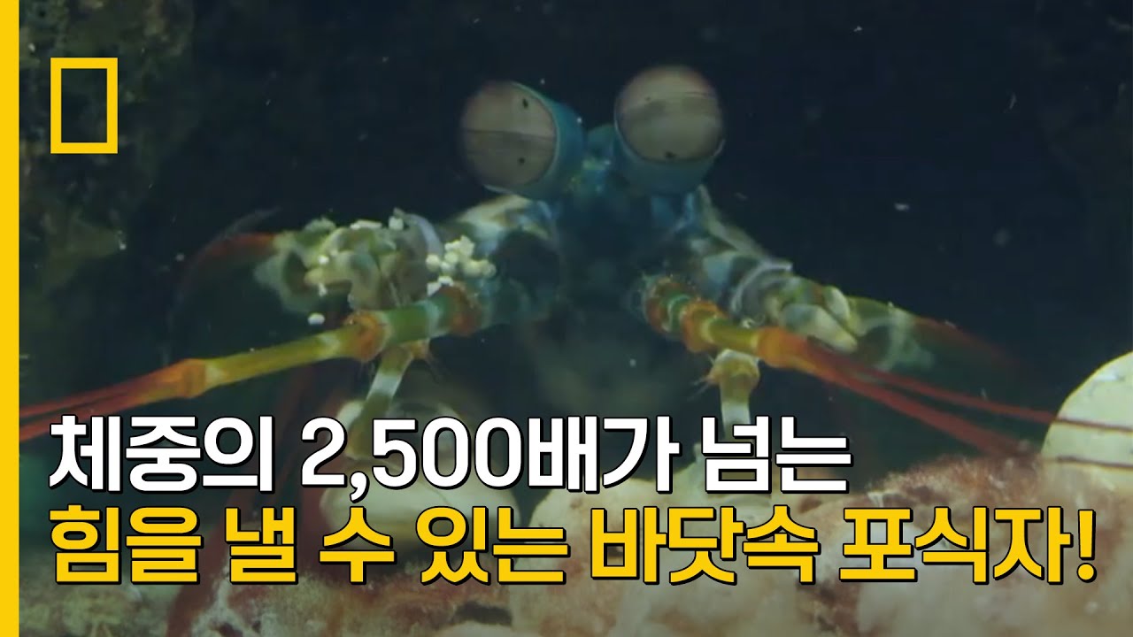 체중의 2,500배가 넘는 힘을 내는 바닷속 포식자