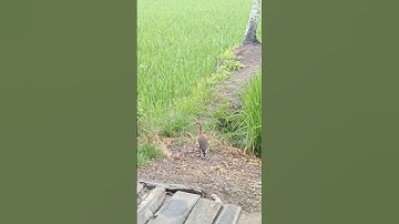 Burung Belibis Jinak 😍👍