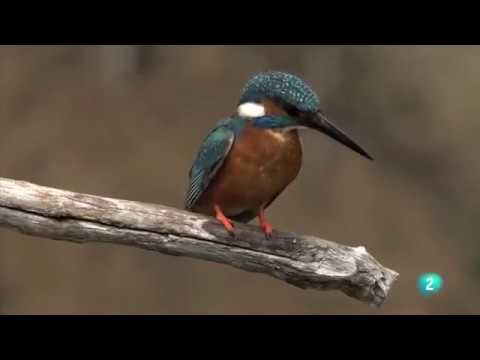 Video: ¿Puedes alimentar a los martines pescadores?