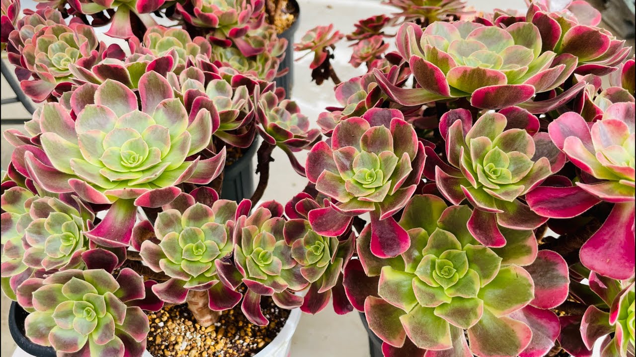Live 9/19] Succulents: Aeonium! Newcomers and comments are very