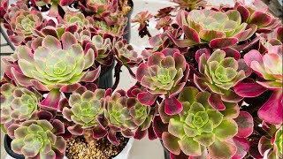 Live 9/19] Succulents: Aeonium! Newcomers and comments are very