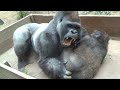 強い父に勝負を挑む長男❗️たまらず逃げる父ゴリラ⭐️Gorilla【京都市動物園】Momotaro sometimes escapes from Gentaro who challenge him