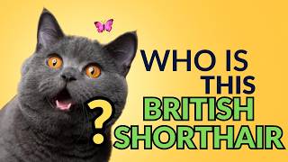 British Shorthair Cat - Learn everything About Them |Adorable Teddy Bears Taking Over the Internet