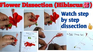 Flower Dissection |Hibiscus #cbse #ncert #flower #Dissection