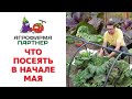 ЧТО ПОСЕЯТЬ В НАЧАЛЕ МАЯ