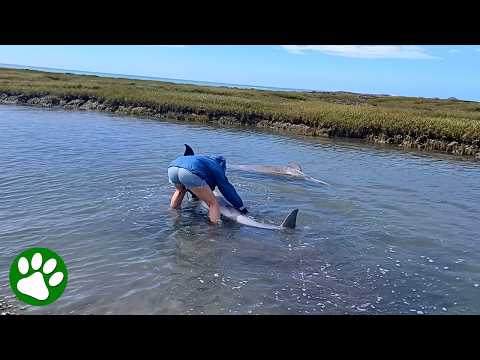 This Mother Dolphin and Her Calf Were Trapped – Then This Happened