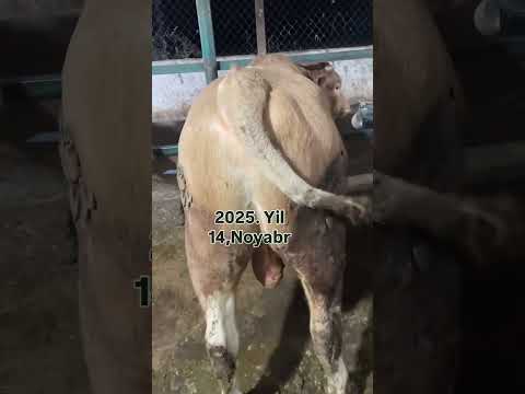 Https T Me HUbQLfvVBDQyNmMy