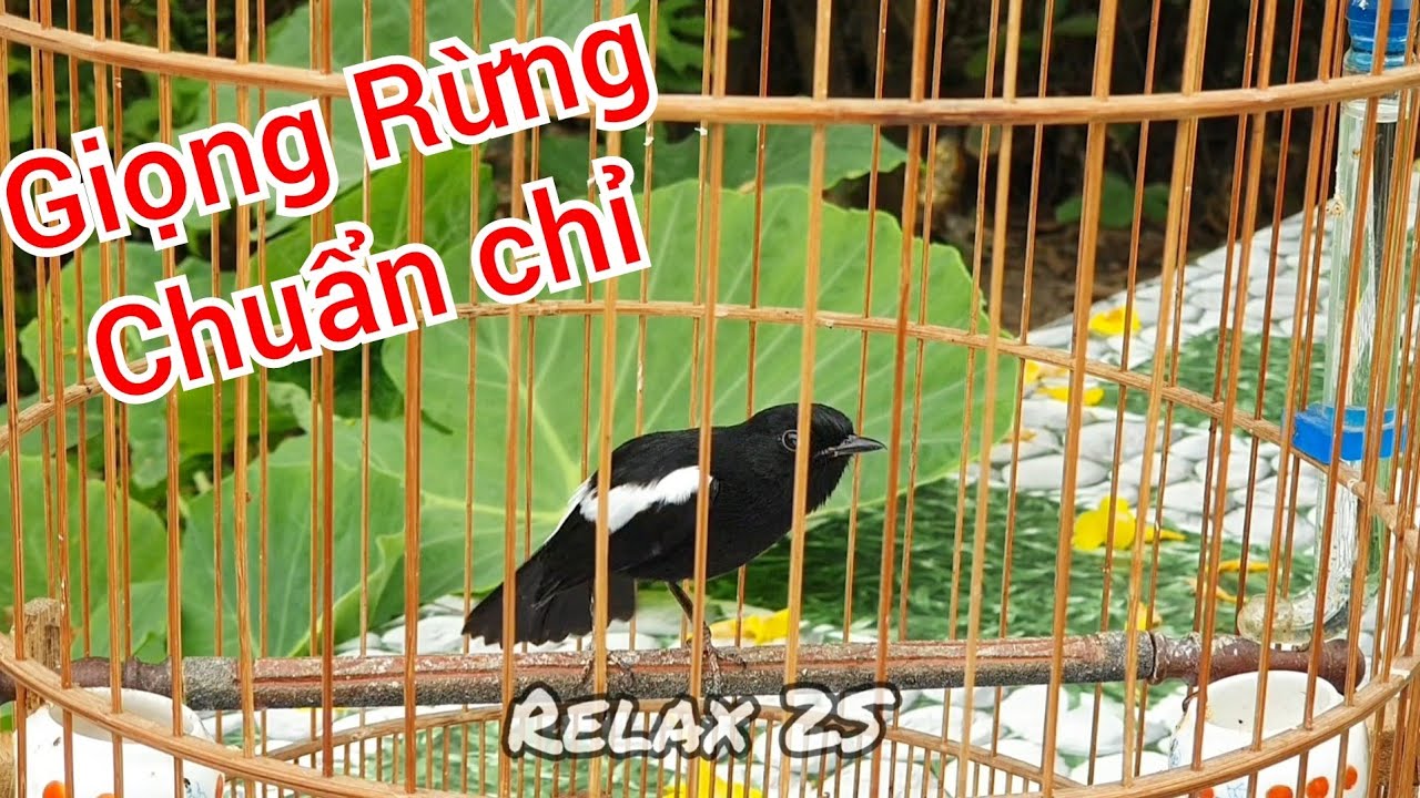 Luyện giọng chòe đất hót giọng rừng, kích chòe đất hót cực sung
