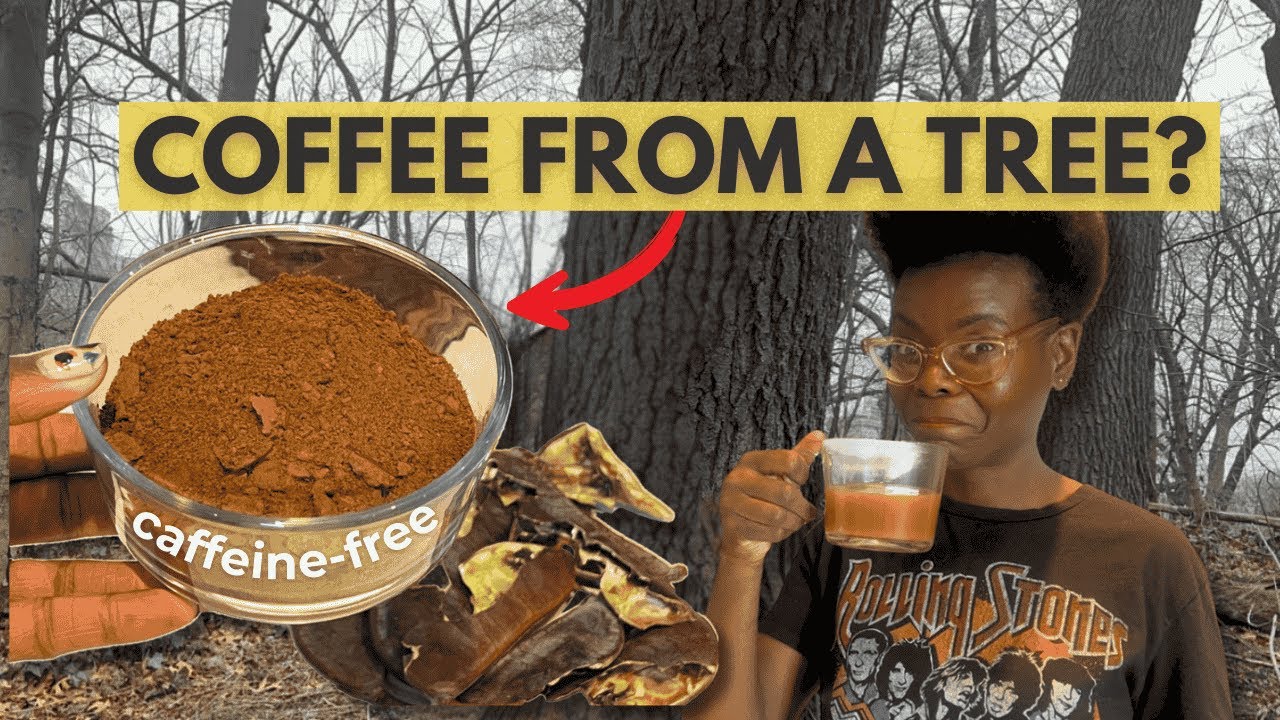 Better Than Coffee? I Found This Wild Brew in the Woods… (Caffeine-Free Foraging Find)