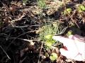 Winter Foraging For Wild Edible Survival Food