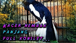 BURUNG KACER NEMBAK PANJANG FUUL KONSLET..