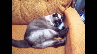 Cat Plays With Giant Sparkle Pompom