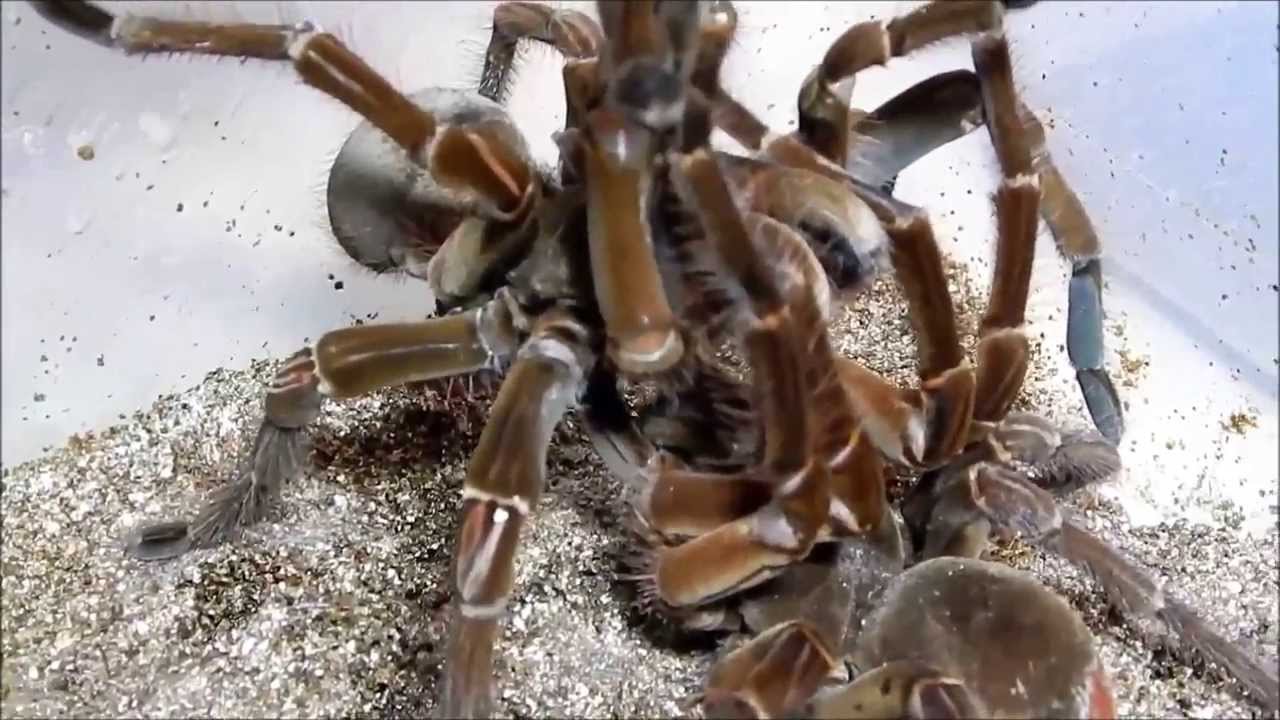 male goliath bird eating spider