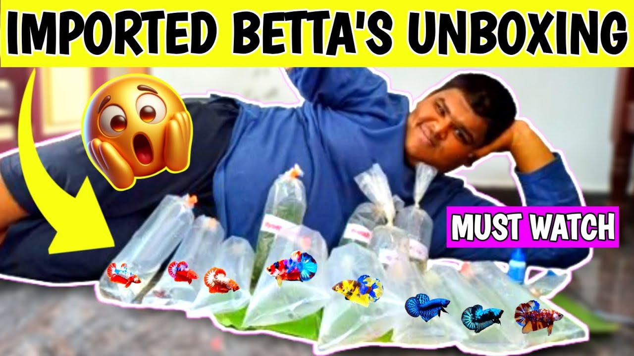 IMPORTED RED GALAXY BETTA'S UNBOXING 🐬🐠 | Tamil | 