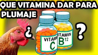 Que Vitaminas Minerales Y Alimentos Para El Mejor Plumaje De Nuestros Gallos Finos Y Gallinas Finas