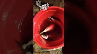 bucket full of mackerel #angler #youtubeshorts #losangeles #longbeach #fishing #fish