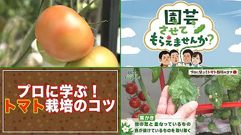 愉快なトマト Mp3