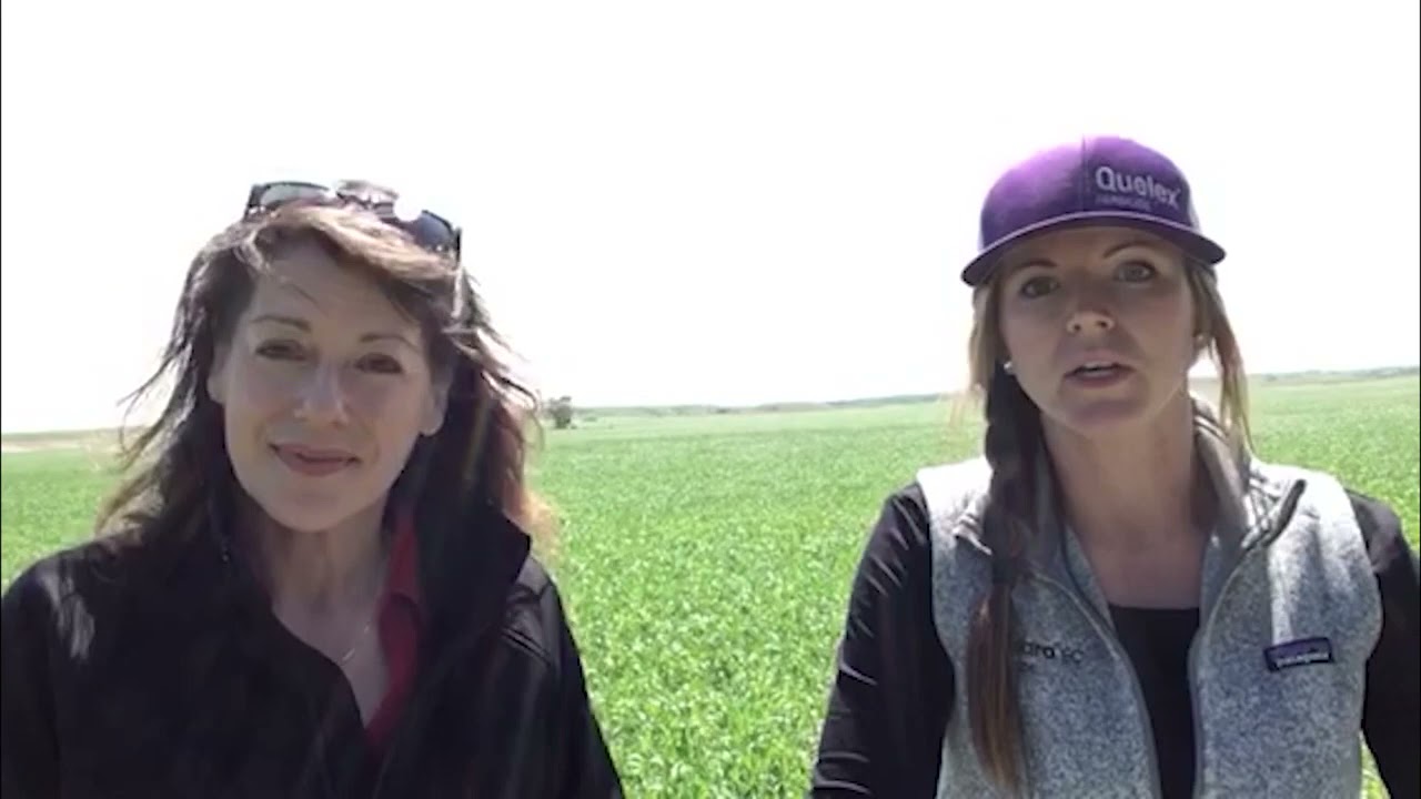 Weed Control in Wheat Acres