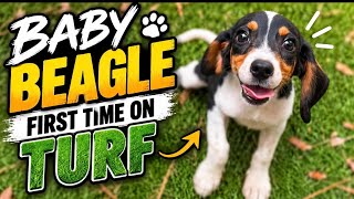 Baby Beagle’s first time on TURF