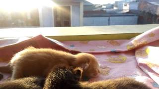 Sunning The Maine Coon Kittens