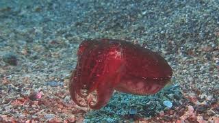 【藤沢 片瀬江ノ島 ダイビング】ダイバーなら見れる生物のフシギ✨コロコロ色が変わるコウイカですが、足(ホントは腕)をついて歩いたりもしてますね🎵