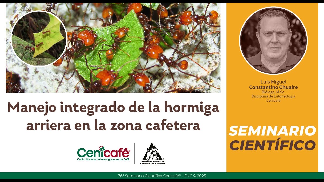 Manejo integrado de la hormiga arriera en la Zona Cafetera