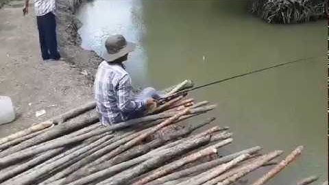 câu cá bóng đục