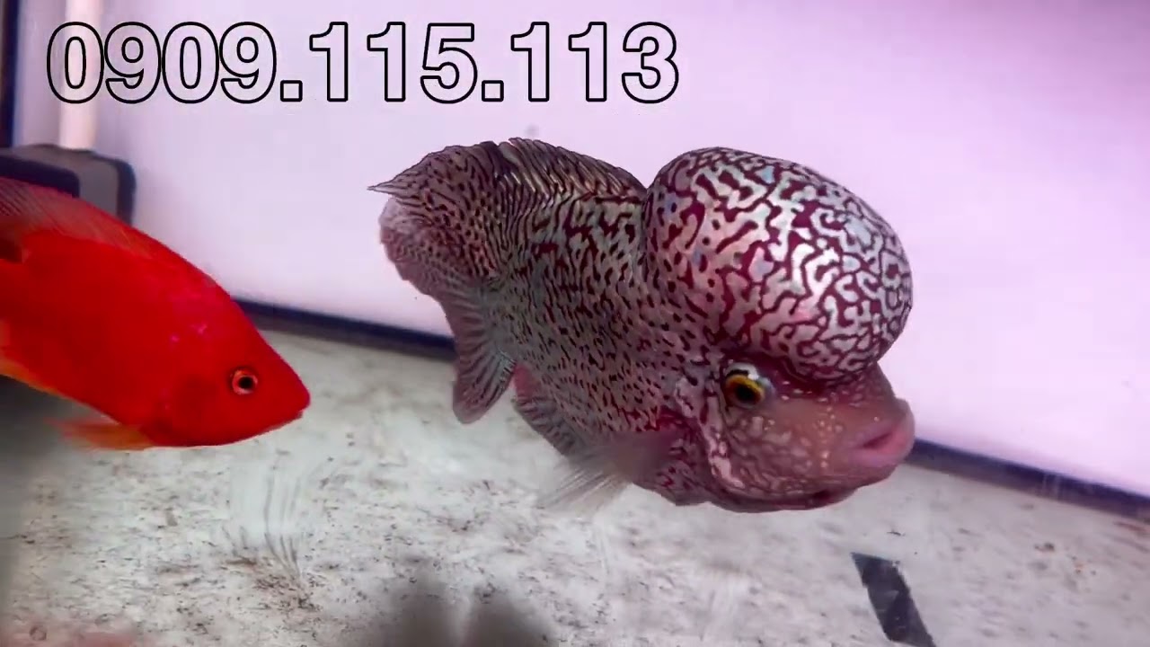 La hán từ Vip tới bình dân cho ae trãi nghiệm! call trực tiếp để có giá tốt nhất !!!